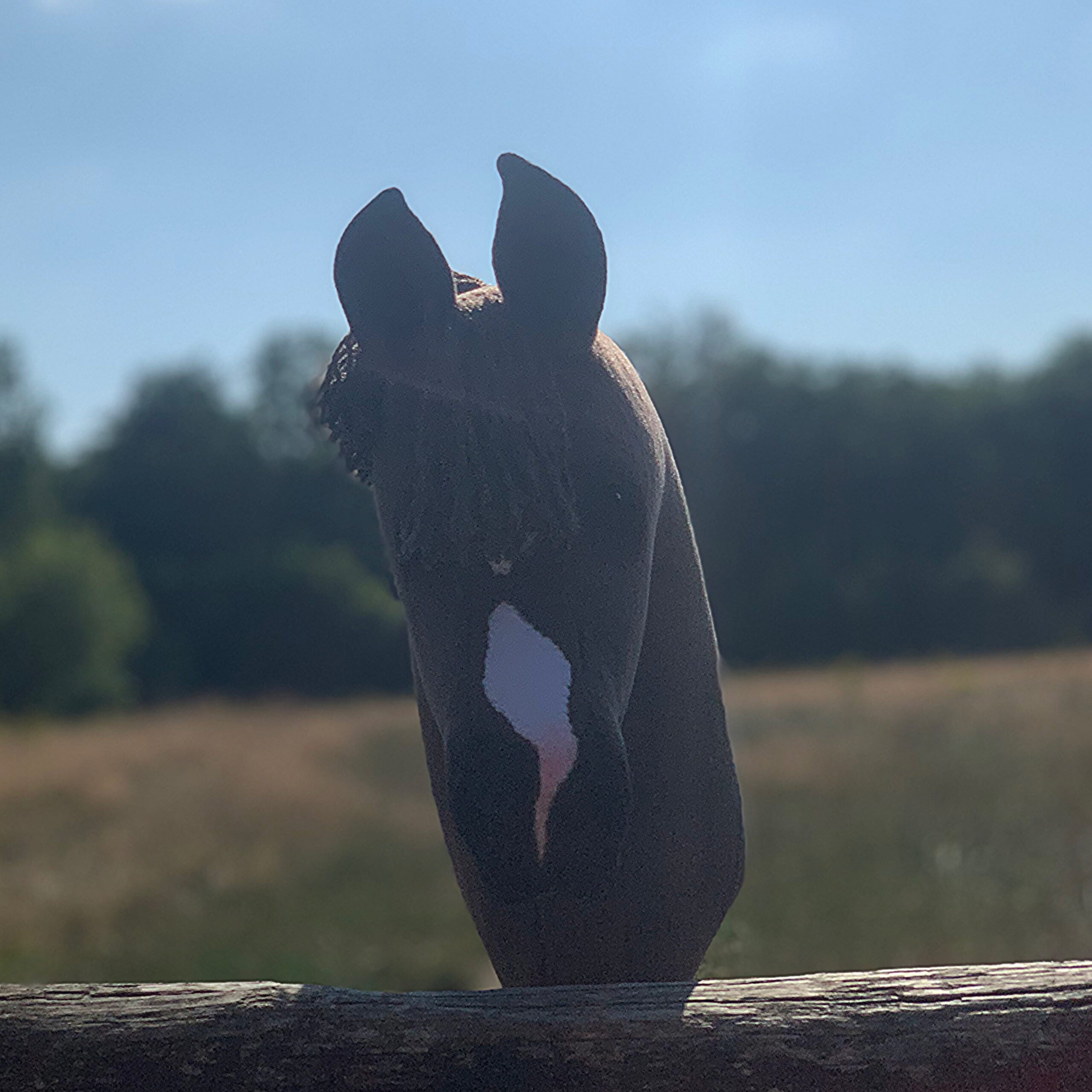 Hobbyhorse - Dark chestnut (coffee)