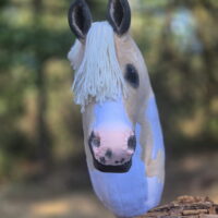 Hobbyhorse - Palomino paint